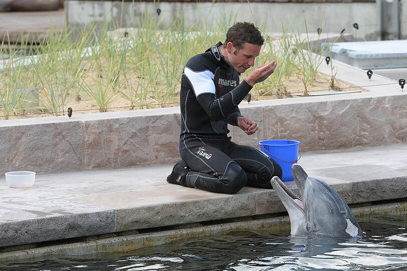 Zur Belohnung bekommt der Delfin einen Leckerbissen von seinem Pfleger.