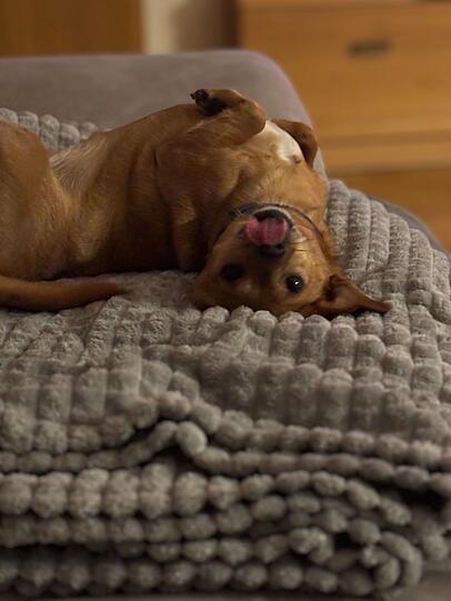 Luna: Sie vertraut uns zu 100% und das Highlight des Tages ist für sie wenn alle aus der Familie wieder Zuhause sind. Auch weiß sie genau wann Wochenende ist. Wir lieben sie alle sehr und sie gibt uns so viel Liebe und mehr zurück.