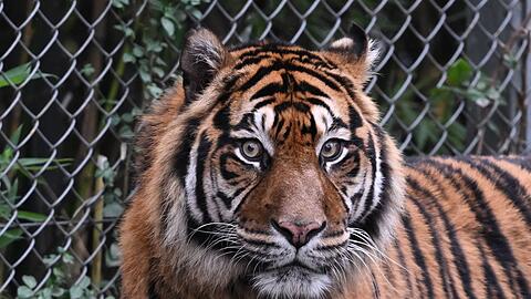 Sumatra-Tiger kommen nur auf der gleichnamigen Insel vor, aber es werden immer weniger. (Archivbild)