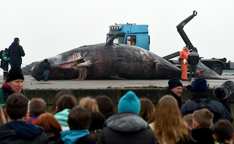 Vor Helgoland werden die zwei gefundene Wale zerlegt und untersucht.