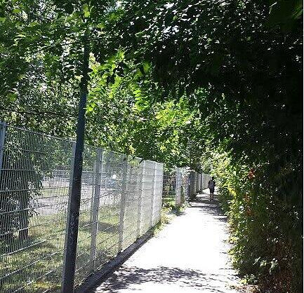 Es grünt so grün... Am Fußweg an der S7 entlang wuchert's fröhlich.