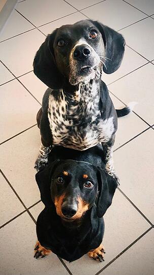 Hunde Margo (Münsterländer/Beagle) und Wacki (Dackel)