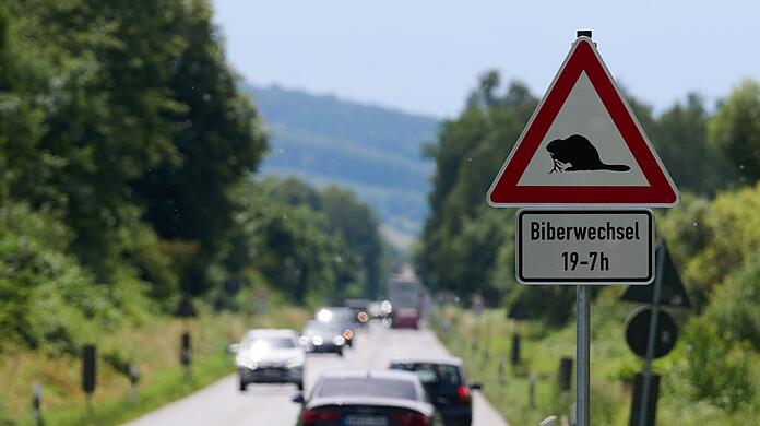 In einem Umfeld von 30 Metern entlang von Straßen sollen Biber laut der Verordnung abgeschossen werden dürfen. Tierschützer wollen das nicht hinnehmen und klagen erneut gegen das Vorgehen. (Archivbild)