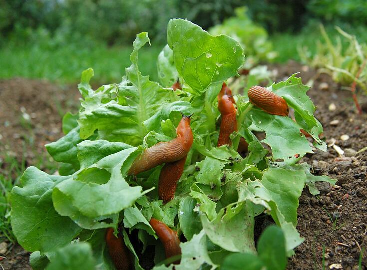 Klar ist es nicht Ihr Fehler, wenn sich in Ihrem Garten Sch&auml;dlinge tummeln. Sie k&ouml;nnen aber verhindern, dass die ungebetenen G&auml;ste allzu viel Schaden anrichten, indem Sie sie rechtzeitig und angemessen bek&auml;mpfen. Meistens wird Sch&auml;dlingen im Garten zu wenig Beachtung geschenkt und erst gehandelt, wenn der Schaden da ist. Gegen Schnecken, Blattl&auml;use, Raupen und andere Sch&auml;dlinge gibt es nat&uuml;rliche und chemische Bek&auml;mpfungsmittel.