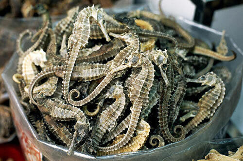 Getrocknete Seepferdchen aus Hongkong, Foto: Norbert Eisele-Hein