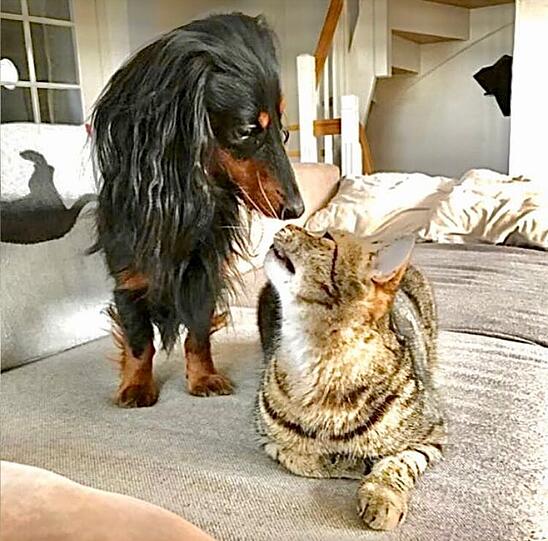 Zwergdackel Paul und Hauskatze Lucy