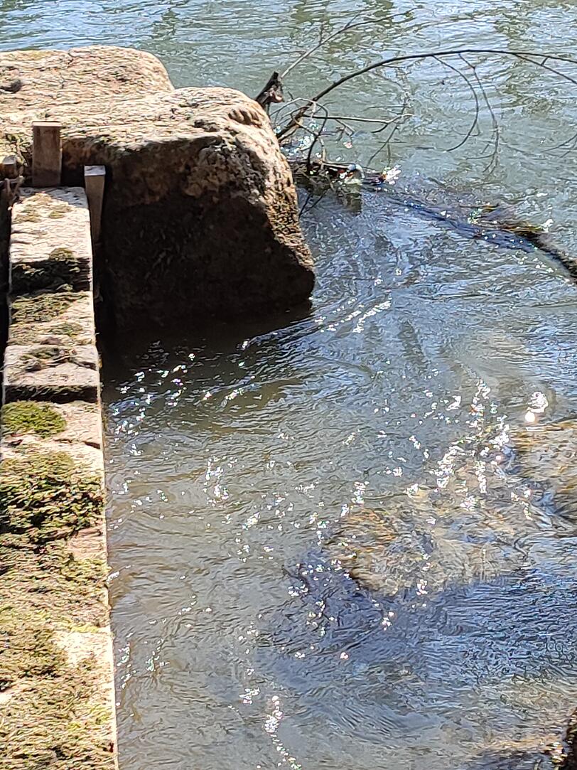 "Man k&ouml;nnte den Ast ganz einfach vom Ufer aus mit der Hand herausziehen", hei&szlig;t es vom Surf Club M&uuml;nchen, "daf&uuml;r braucht es kein schweres Ger&auml;t".