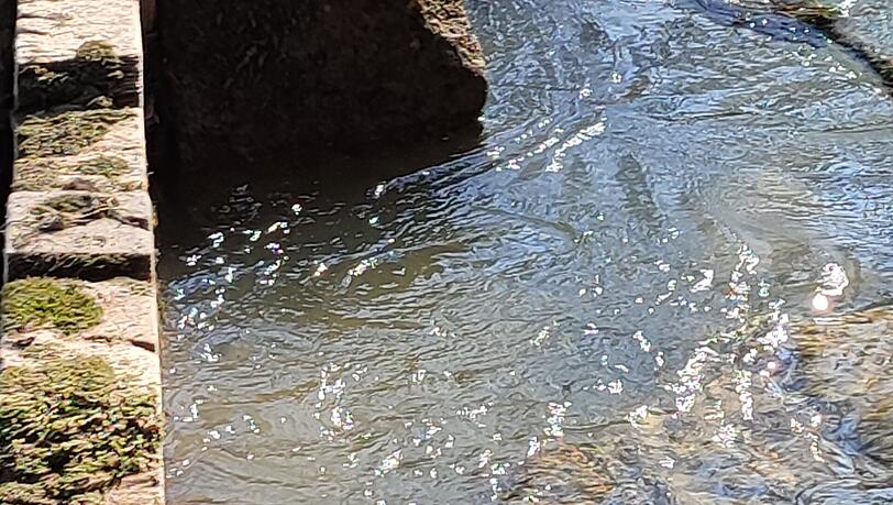 "Man k&ouml;nnte den Ast ganz einfach vom Ufer aus mit der Hand herausziehen", hei&szlig;t es vom Surf Club M&uuml;nchen, "daf&uuml;r braucht es kein schweres Ger&auml;t".