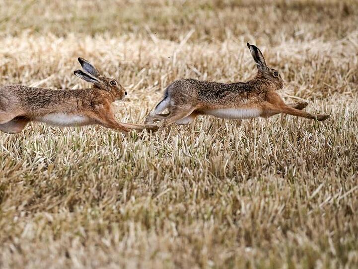 Zwei Feldhasen rennen über ein Stoppelfeld. Foto: Thomas Warnack/dpa/Symbolbild