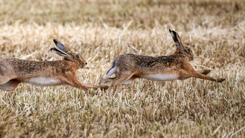 Zwei Feldhasen rennen über ein Stoppelfeld. Foto: Thomas Warnack/dpa/Symbolbild Zwei Feldhasen rennen über ein Stoppelfeld. Foto: Thomas Warnack/dpa/Symbolbild
