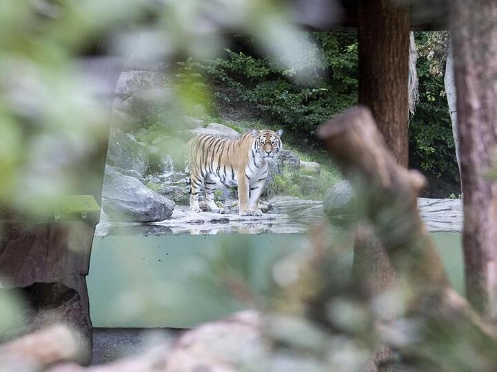 Ein Tiger-Männchen im Zoo Zürich.