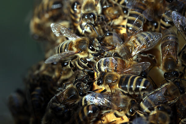 Fleißige Bienen. Fleißige Bienen.