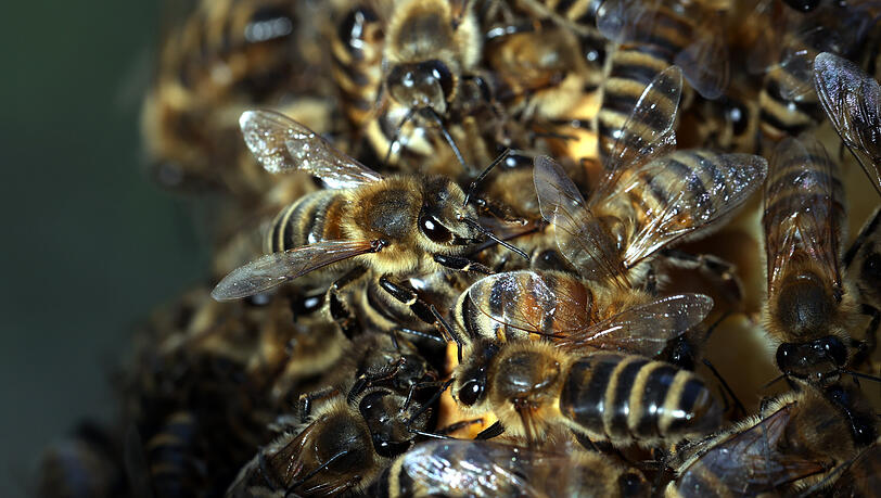 Fleißige Bienen. Fleißige Bienen.
