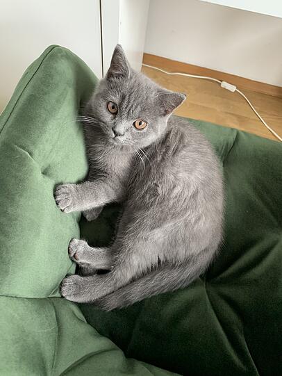 Milo