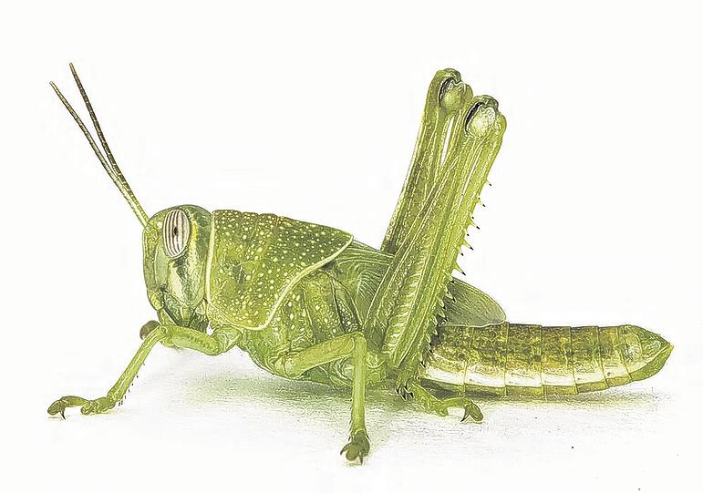 Possierliche Tierchen, eigentlich: Aber in Massen können Heuschrecken in der freien Natur durchaus zur Plage werden. Genauso wie im Sport.