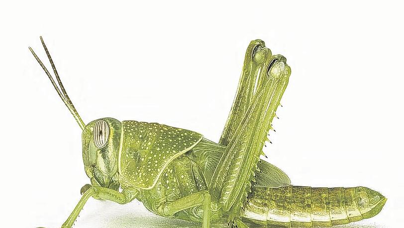 Possierliche Tierchen, eigentlich: Aber in Massen können Heuschrecken in der freien Natur durchaus zur Plage werden. Genauso wie im Sport. Possierliche Tierchen, eigentlich: Aber in Massen können Heuschrecken in der freien Natur durchaus zur Plage werden. Genauso wie im Sport.