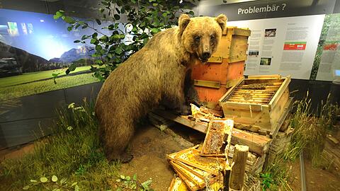 Bruno bleibt der Nachwelt als Museumsst&uuml;ck erhalten. (Archivbild)