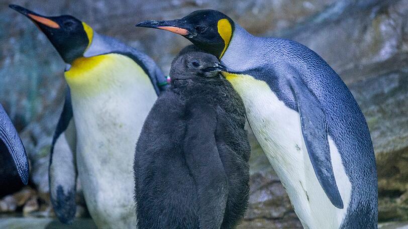 Fast 19.000 Tiere und 758 Arten bevölkern den Tierpark insgesamt.