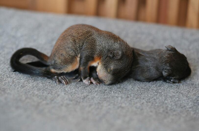 Die Tierfreunde kämpfen um das Leben der beiden Eichhörnchen.
