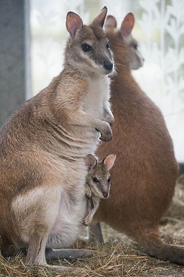 Januar 2015: Bei den Flikwallabys gibt es Nachwuchs. Mama Nina mit ihrem Wallaby-Baby Paula.