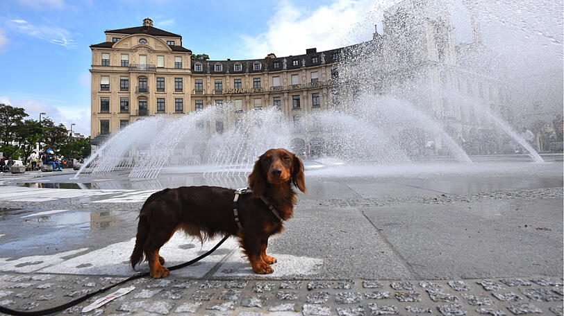 Dackel Cäsar erfrischt sich am frisch sanierten Stachus Brunnen.