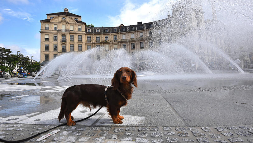 Dackel Cäsar erfrischt sich am frisch sanierten Stachus Brunnen. Dackel Cäsar erfrischt sich am frisch sanierten Stachus Brunnen.