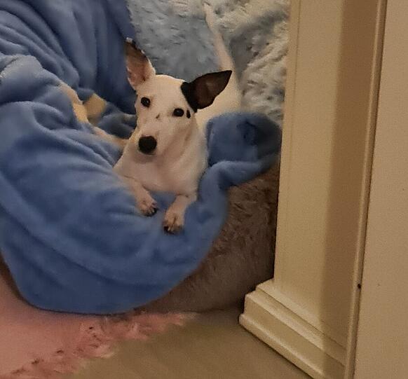 Snoopy