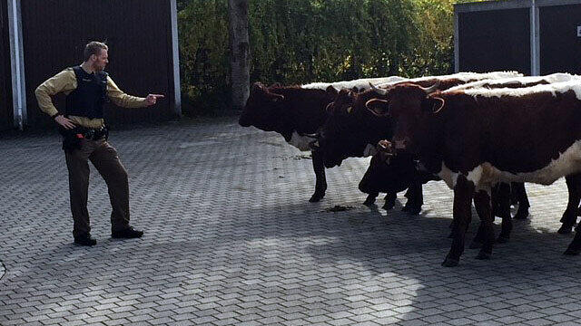 "So nicht!" - Die Geretsrieder Polizei belehrte die entflohenen Rindviecher eindringlich.