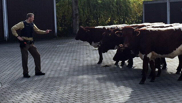 "So nicht!" - Die Geretsrieder Polizei belehrte die entflohenen Rindviecher eindringlich.