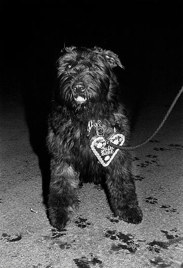 Ein Hund mit Herz fürs Fest.