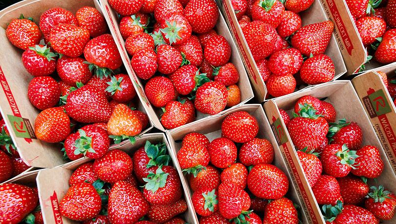 Deutsche Landwirte ernten weniger Erdbeeren.