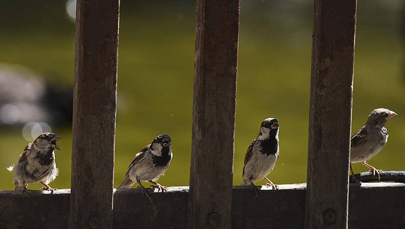Solche süßen Spatzen gibt es in der Münchner Innenstadt nicht mehr. Solche süßen Spatzen gibt es in der Münchner Innenstadt nicht mehr.