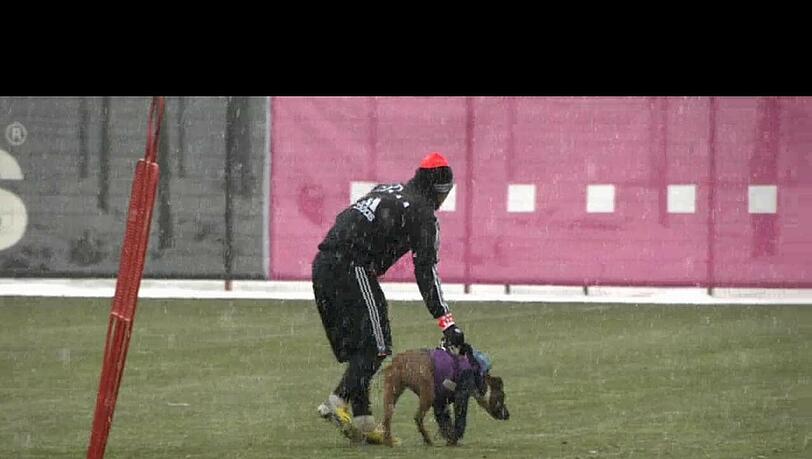 Bastian Schweinsteiger fängt die Hündin ein. Der Bayern-Star ist selbst Hundebesitzer. Bastian Schweinsteiger fängt die Hündin ein. Der Bayern-Star ist selbst Hundebesitzer.