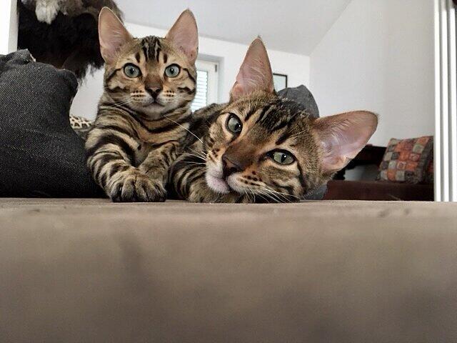 Jake & Elwood