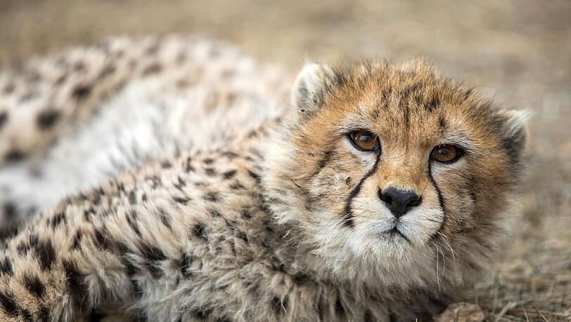 Gepardenjunges in einem iranischen Tierpark (Archivbild). Laut den iranischen Behörden gibt es nur noch etwa ein Dutzend Asiatische Geparden.