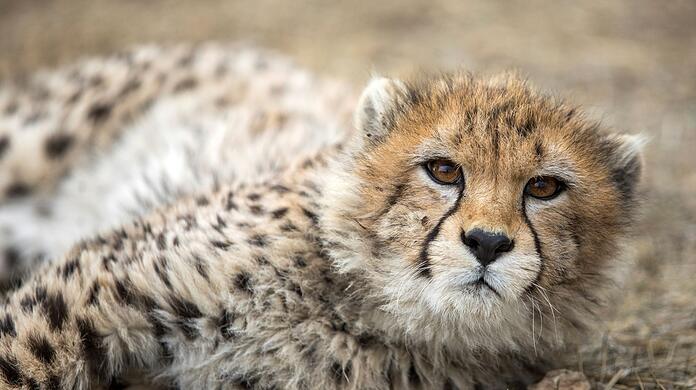 Gepardenjunges in einem iranischen Tierpark (Archivbild). Laut den iranischen Behörden gibt es nur noch etwa ein Dutzend Asiatische Geparden.