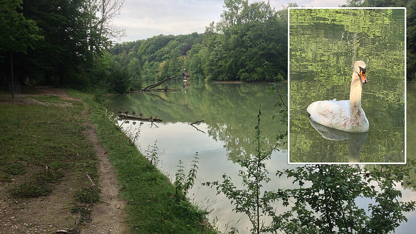 Der Hinterbrühler See. Hier lebte Elsa.