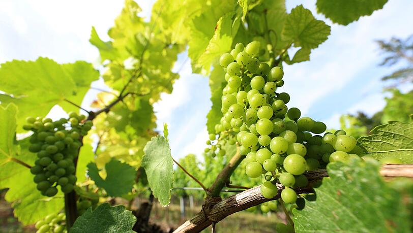 Frankens Winzer blicken auf eine schwierige Marktlage. (Archivbild)