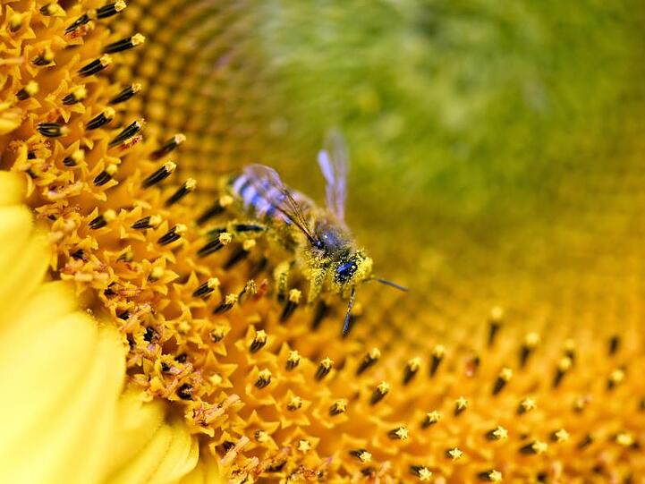 Eine mit Pollen und Blütenstaub benetzte Biene sitzt im Blütenstand einer Sonnenblume. Foto: Ralf Hirschberger/Archiv