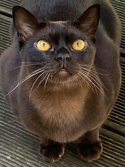 Frodo