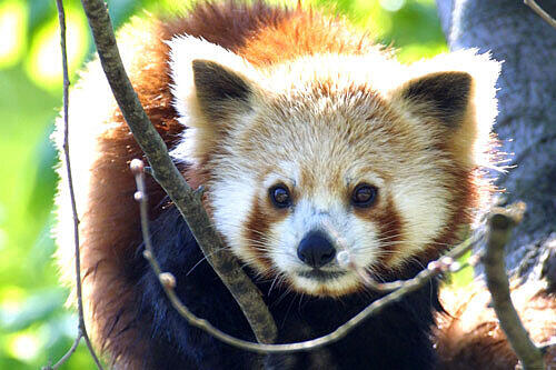 Zwei dieser kleinen Panda-Bären fielen im Tiergarten einer mysteriösen Attacke zum Opfer.