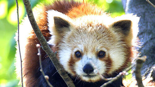 Zwei dieser kleinen Panda-Bären fielen im Tiergarten einer mysteriösen Attacke zum Opfer. Zwei dieser kleinen Panda-Bären fielen im Tiergarten einer mysteriösen Attacke zum Opfer.