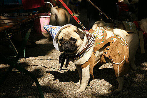 Sogar das Zamperl ist gut ausgestattet: Einmal Mops in Lederhosn, bitte.