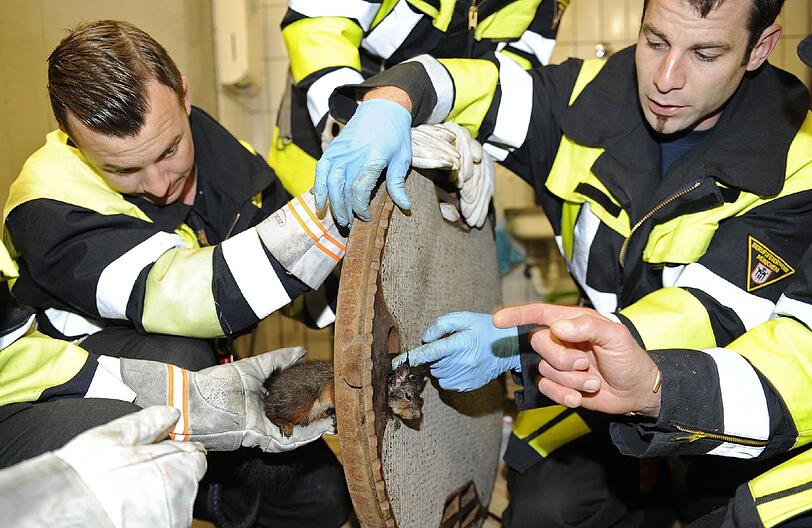 In Not geraten: Ein Eichhörnchen hat sich in Perlach in einem Gullydeckel verfangen - Die Feuerwehr befreite den Nager aus seiner misslichen Lage.
