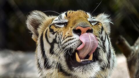 Die Behörden hatten die Bevölkerung aufgerufen, sich sofort zu melden, sollte sie den Tiger sehen. (Archivbild)