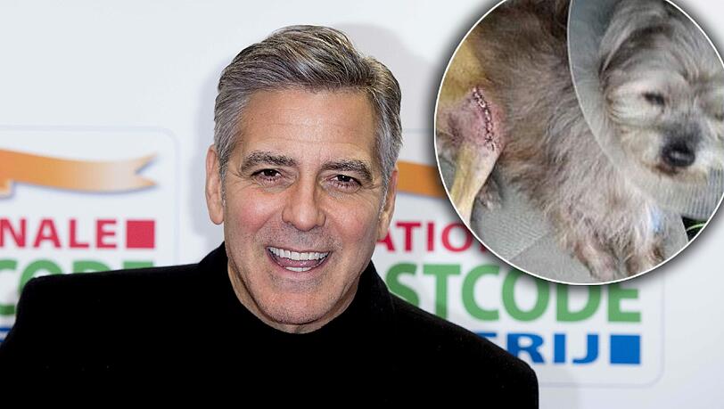 George Clooney hat seinen Eltern den kleinen Hund Nate aus dem Tierheim geschenkt, für den kein Interessierter gefunden werden konnte. George Clooney hat seinen Eltern den kleinen Hund Nate aus dem Tierheim geschenkt, für den kein Interessierter gefunden werden konnte.