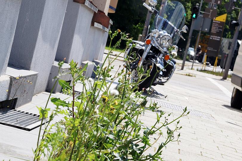 Für Blumen ist überall Platz - wie hier in Ramersdorf am Gehweg.