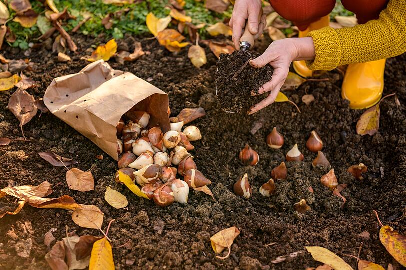 Der September markiert nicht das Ende, sondern den Beginn einer neuen Gartenphase. Die Aufgaben ändern sich zwar im Vergleich zum Hochsommer, werden aber nicht unbedingt weniger - von Ernte und Pflanzung über Rückschnitt bis hin zur Pflege von Möbeln und Werkzeugen gibt es viel zu tun. Verteilen Sie diese Arbeiten sinnvoll und gleichmäßig über den Herbst, um nicht in Stress zu geraten. Der September markiert nicht das Ende, sondern den Beginn einer neuen Gartenphase. Die Aufgaben ändern sich zwar im Vergleich zum Hochsommer, werden aber nicht unbedingt weniger - von Ernte und Pflanzung über Rückschnitt bis hin zur Pflege von Möbeln und Werkzeugen gibt es viel zu tun. Verteilen Sie diese Arbeiten sinnvoll und gleichmäßig über den Herbst, um nicht in Stress zu geraten.
