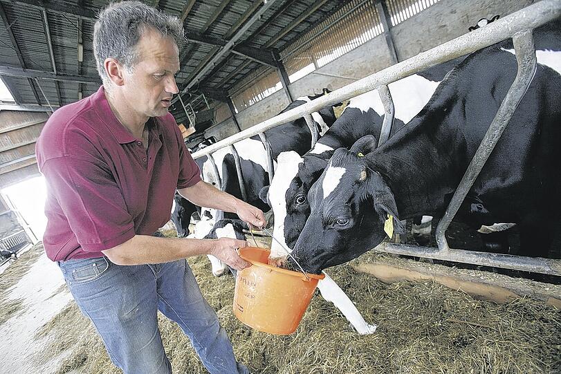 Absurdes Recycling im Kuhstall: Ein Landwirt verfüttert Milch an seine Tiere, weil sich die Vermarktung für ihn nicht mehr lohnt. Foto: dpa