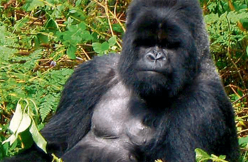 Berggorillas sind seltene Tiere, es gibt nur etwa 800 Exemplare auf der Welt. Meist leben die dominanten Männchen, Silberrücken genannt, gemeinsam mit mehreren Weibchen und deren Kindern.
